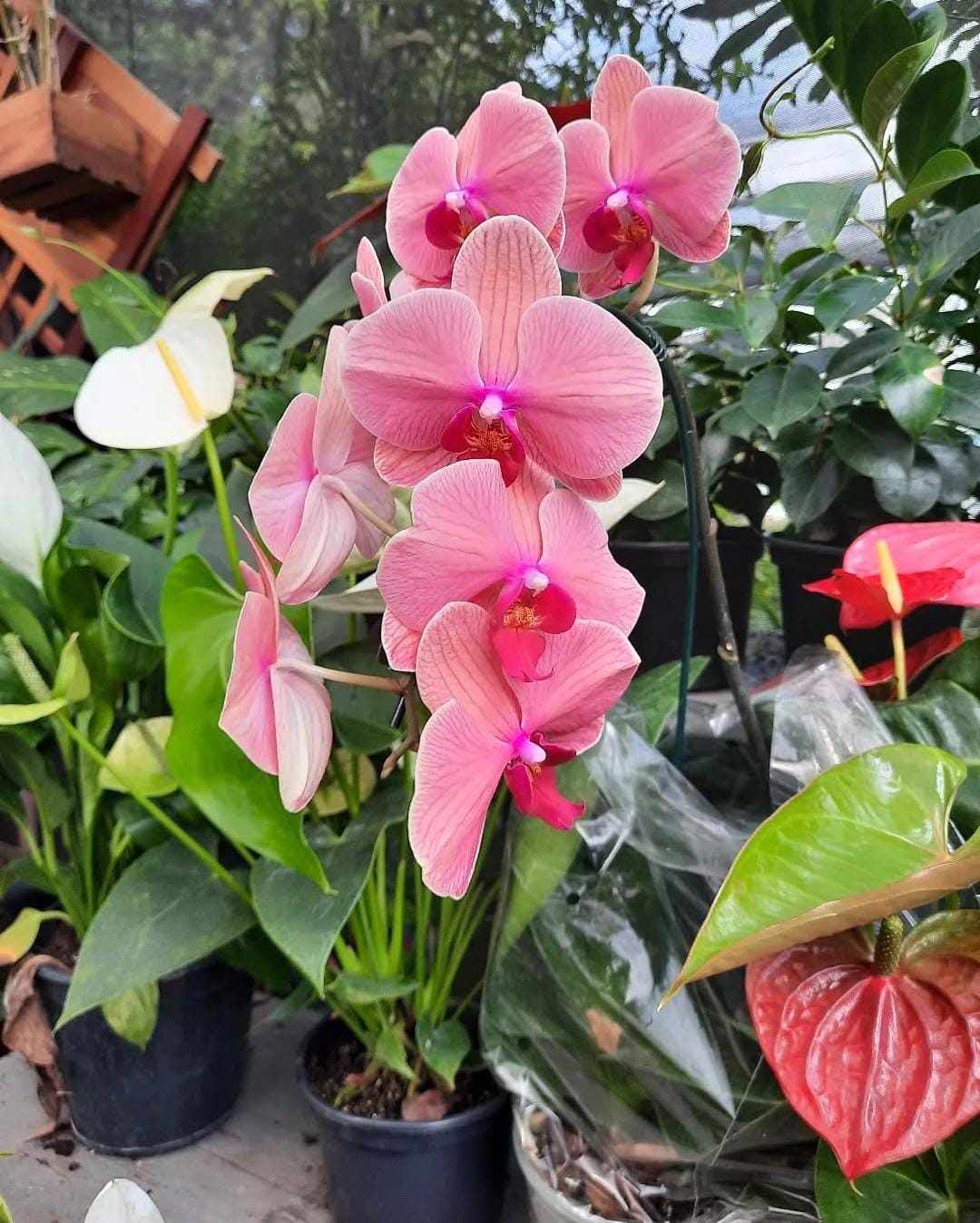 orquídea salmão